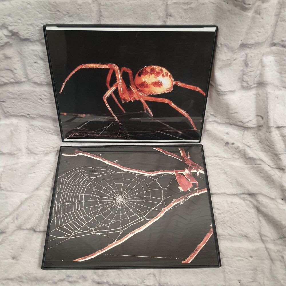 Spider And Web Framed Printed Pictures 8x10" Wall Hanging Lot Of 2 Arachnophilia